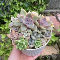 寄せ植え,多肉植物,葉挿し,多肉寄せ植え,多肉植物のある暮らしの画像