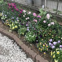 ストック,ビオラ,うさぎビオラ,葉ネギ,ソラマメの画像