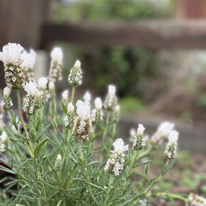 フレンチラベンダー ラベラ,ナチュラルガーデン,ジャンクガーデン,花のある暮らし,緑のある暮らしの画像