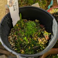 サギソウ,ベランダの画像