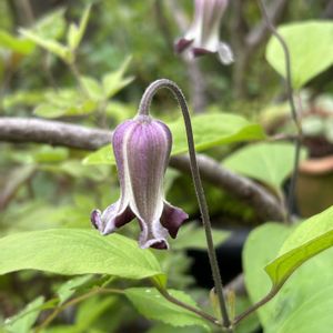 クレマチス,山野草,シェードガーデン,春の訪れ,ズボラガーデナーの画像