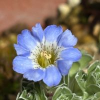 リンドウ,コケリンドウ,スマホ,小さな庭の画像