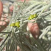 ウスネオイデス,スパニッシュモス,ティランジア,エアプランツ,エアープランツ/チランジアの画像