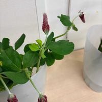 ストロベリーキャンドルの画像