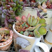 熊童子,熊童子,多肉植物いろいろ,ホワイトパール,多肉植物の画像