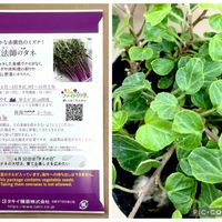 ヘデラ,水菜,紅法師（水菜）,ヘデラ ピーターパン,タキイの種の画像