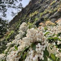 アセビ,馬酔木(アセビ）の画像