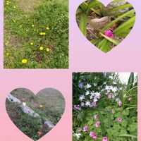 ハナニラ,ハナニラ,ツユクサ,ツユクサ,タンポポの画像