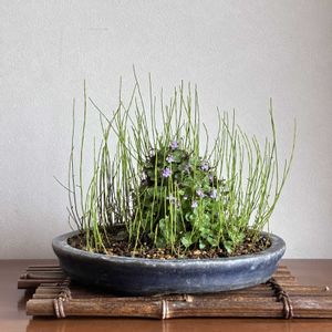 ミズトクサ,ツタバウンラン,盆栽,下草,添え草の画像