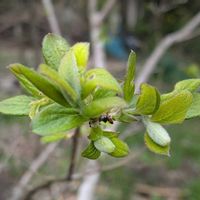 キュウリグサ,スイセン,ユスラウメ,水仙,サワフタギの画像