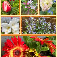 アジュガ,ガーベラ,チューリップ,ネモフィラ,フリージアの画像
