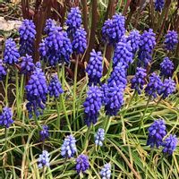 ムスカリ,水耕栽培の画像