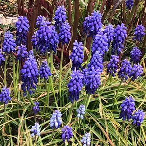 ムスカリ,水耕栽培の画像