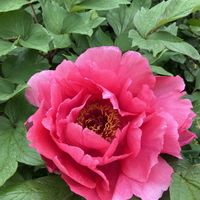 クレマチス,ボタン,ヤマブキ,白牡丹,プリムラ　ジュリアンの画像