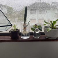 チューリップ,ベゴニア,オリヅルラン,アスプレニウム,多肉植物の画像