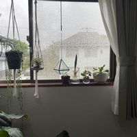 チランジア,グリーンネックレス,チューリップ,ベゴニア,モンステラの画像