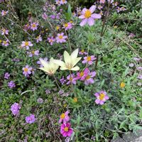 イブキジャコウソウ,ウインターコスモス,コバノランタナ,原種チューリップ・クルシアナ　シンシアの画像