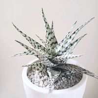 アロエ,アロエ　ブリザード,多肉植物,観葉植物,葉っぱの画像