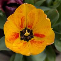 チューリップ,ニンジン,旭山桜,一才桜 旭山,感謝を込めての画像