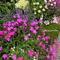 ノースポール,バーベナ,キンギョソウ・トゥイニー,シレネピンクパンサー,シレネ ピンクパンサー(シレネ カロリニアナ)の画像