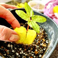 アップルミント,種から,つぶやき,北海道,ありがとうの画像