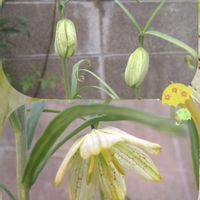 バイモ,フリチラリア,アミガサユリ,SDGs,心に笑顔の花をの画像