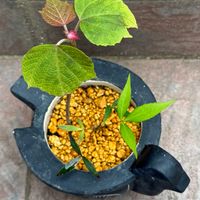 センリョウ,センリョウ,アカメガシワ,アカメガシワ,寄せ植えの画像