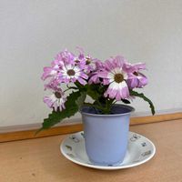 サイネリアの画像