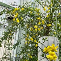 クリスマスローズ,ジャスミン,黄梅,Ciaoチャオ,釣りの画像