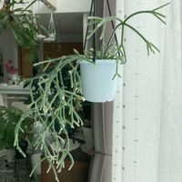 リプサリス,観葉植物,植物のある暮らし,ハンギングの画像