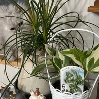 トックリラン,ポトス・エンジョイ,斑入りモンステラ,観葉植物,花のある暮らしの画像