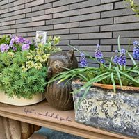 セダム,ムスカリ,スイートアリッサム ,ビオラ,ヘーベの画像