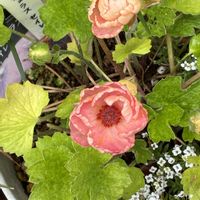 カサブランカ,シラン,アジュカ,ラナンキュラスセイレン,アジュカ　ピンクの画像