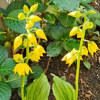 エビネ,クリスマスローズ,ハボタン,ワイルドストロベリー,ビオラの画像