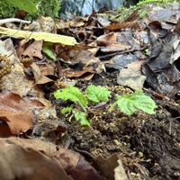 八重桜,イワタバコ,イワタバコの葉,ヤエザクラ (八重桜),清流の滝の画像