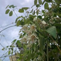 ムベの画像