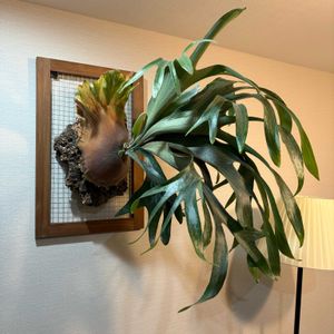 コウモリラン,ビカクシダ ネザーランド,着生植物, ビカクシダの画像