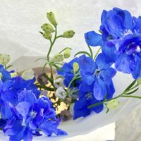 デルフィニウム,切り花,花のある暮らしの画像