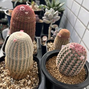 サボテン,柱サボテン,プセウドリトス　ミギウルティヌス,魔玉,紫太陽の画像