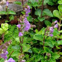 セージ,タツナミソウ,ヤブラン,オステオスペルマム,若葉の季節の画像