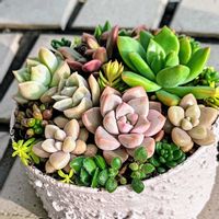 多肉植物,多肉寄せ植え,ちまちま寄せ,多肉女子,普及種バンザイの画像