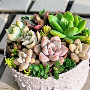 多肉植物,多肉寄せ植え,ちまちま寄せ,多肉女子,普及種バンザイの画像