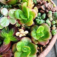 多肉植物,普及種,多肉寄せ植え,よく増える多肉,多肉女子の画像