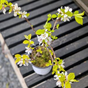 ユスラウメ　サヤゴールド,盆栽,ミニ盆栽,盆栽苗木,まめ盆栽の画像