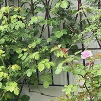 オステオスペルマム,ミヤマオダマキ,ネギ,レイニーブルー,グラハム トーマスの画像