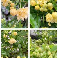 スターチス,モッコウバラ,バラ・カクテル,ブルーベリーの 花,バラ リオサンバの画像