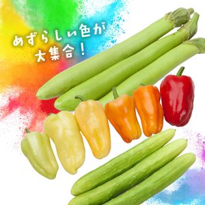 キュウリ,ナス,パプリカ,夏野菜,カネコ種苗の画像