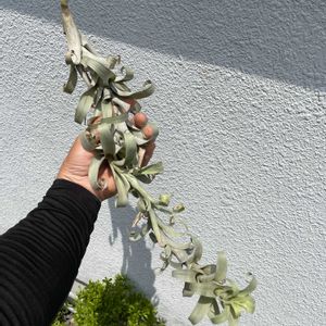 チランジア,チランジア,ブロメリア,チランジア属,着生植物の画像