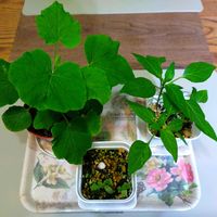 ピーマン,坊ちゃんカボチャ,ナシ（梨）,食べた種,室内管理の画像