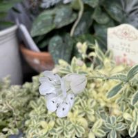 エビネ,キンセンカ,シレネ,シレネ・ユニフローラ,キララの画像